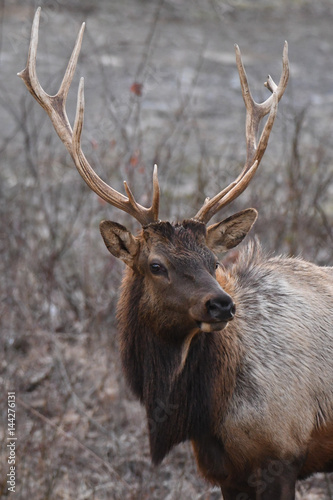 5x6 bull elk standing at attention