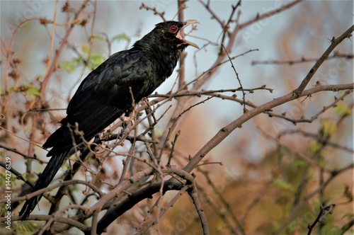 The Asian koel  Eudynamys scolopaceus  3  4  is a member of the cuckoo order of birds  the Cuculiformes. It is found in the Indian Subcontinent  China  and Southeast Asia