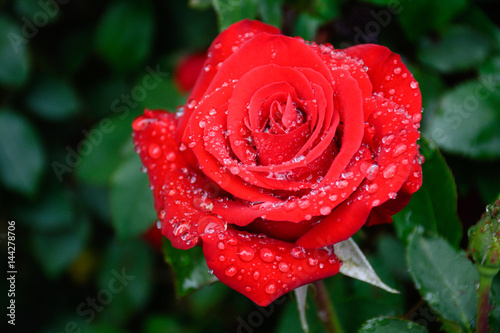 red rose with rain drops after rain