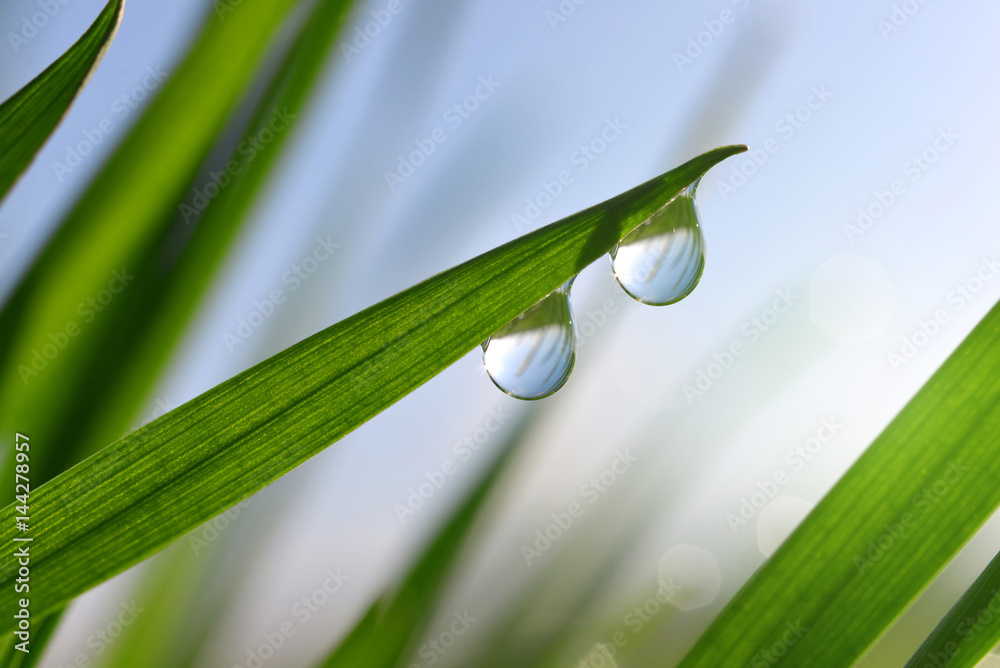 Fresh green spring grass with dew drops closeup. Fresh green spring grass with dew drops closeup.