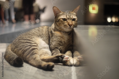 Fototapeta Naklejka Na Ścianę i Meble -  A cute cat looking at something