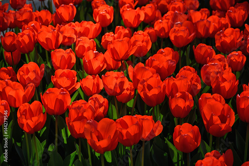 red Tulips field
