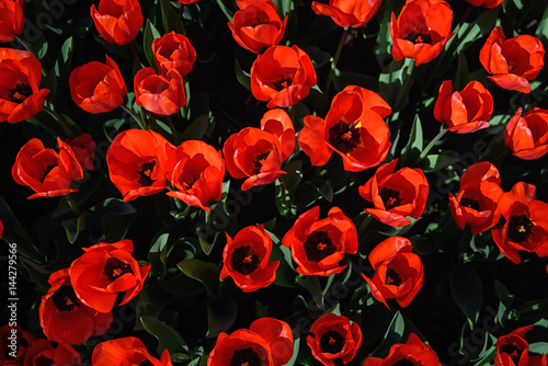 red tulips in garden, top view 