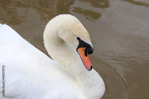 Fototapeta Naklejka Na Ścianę i Meble -  swan