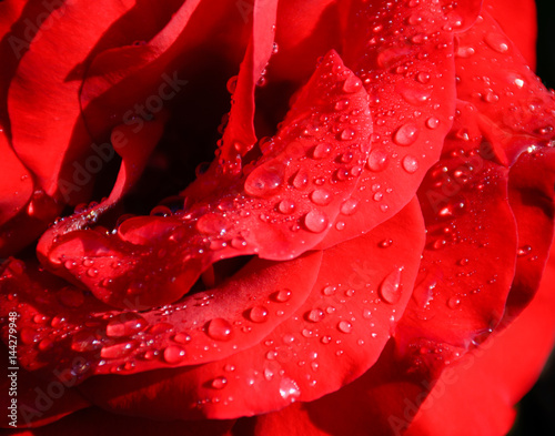 red rose with rain drops after rain