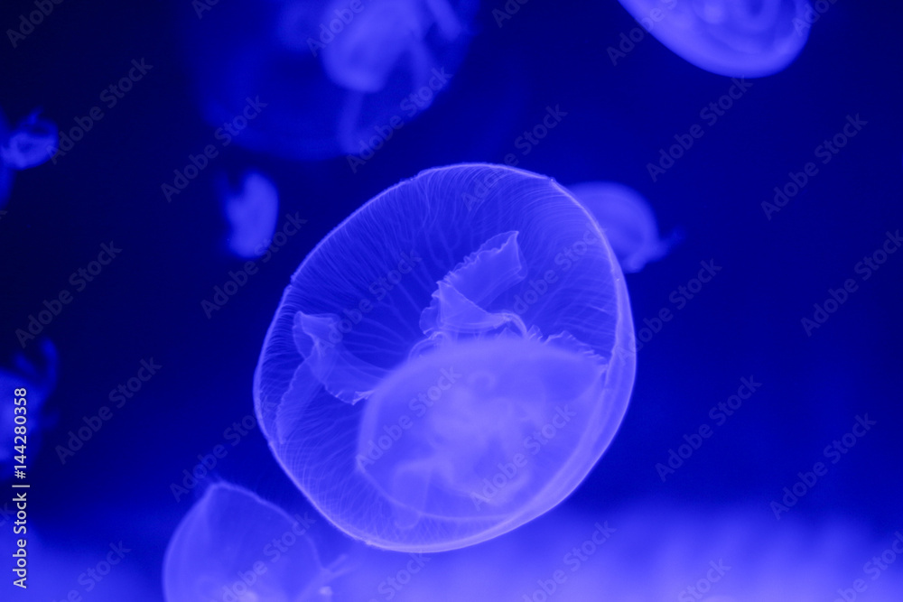 Jellyfish closeup Jellyfish closeup