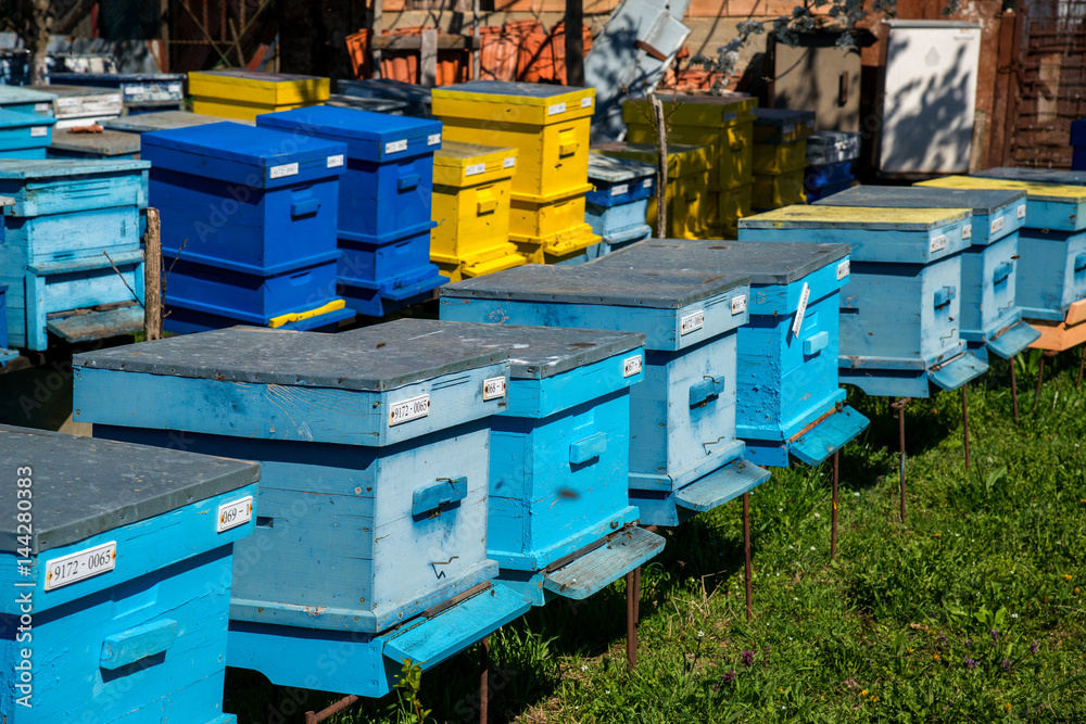 hives in the apiary hives in the apiary