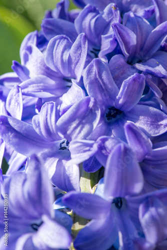 Fototapeta Naklejka Na Ścianę i Meble -  Extreme close-up purple hyacinth in early spring garden - selective focus, copy space, vertical orientation