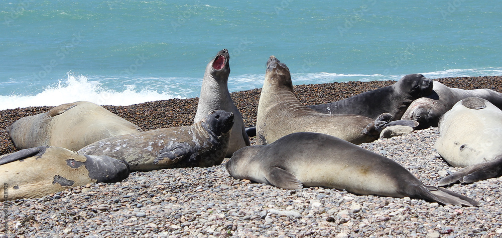 Fototapeta premium Elephant Seal Colony Patagonia
