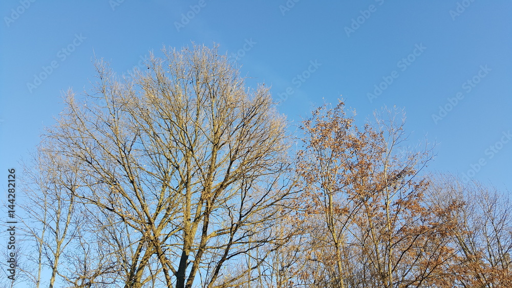 Trees in sunlight, beginning of spring in forest Trees in sunlight, beginning of spring in forest