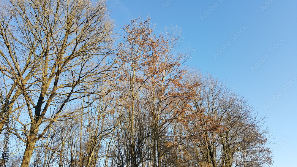 Trees in sunlight, beginning of spring in forest Trees in sunlight, beginning of spring in forest