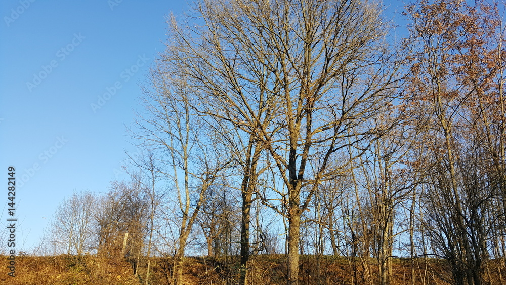 Fototapeta premium Autumn trees and blue sky