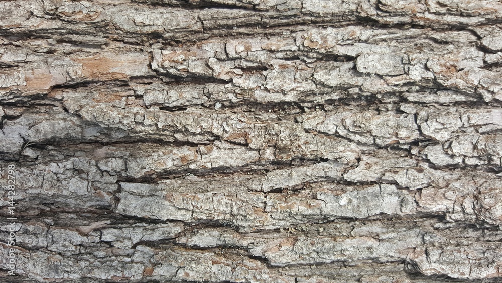 Old tree bark with cracks Old tree bark with cracks
