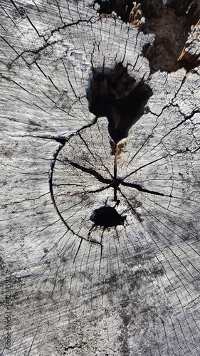 Texture of old tree stump with cracks and hole