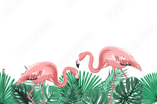 Fototapeta Tropikalne liście lasów tropikalnych i egzotyczne różowe flamingi łączą się w naturalnym środowisku. Element projektu poziomej granicy stopki poziomej. Ilustracji wektorowych projektowania.