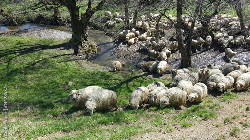 Flock of sheep grazing 