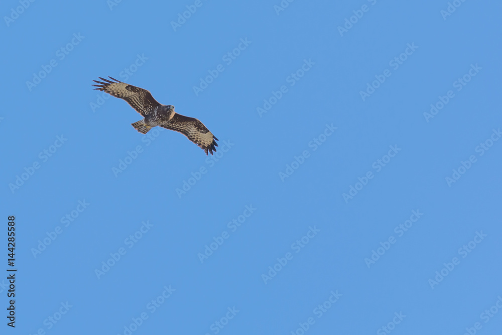 Buzzard Flying Over Against a Blue Sky