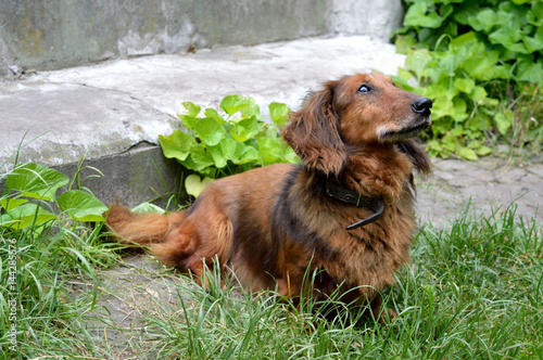 Red-haired dachhund dog sitting on the ground and looking up photo