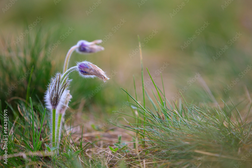 blooming and faded blossom of purple pasque-flower blooming and faded blossom of purple pasque-flower