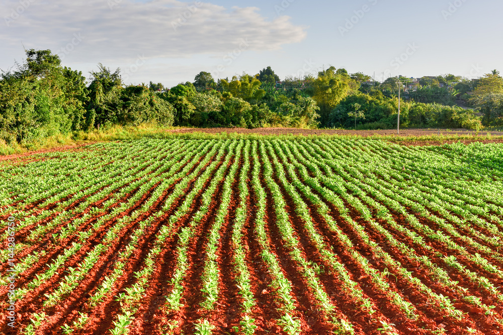 Tobacco Field - Vinales Valley, Cuba Tobacco Field - Vinales Valley, Cuba
