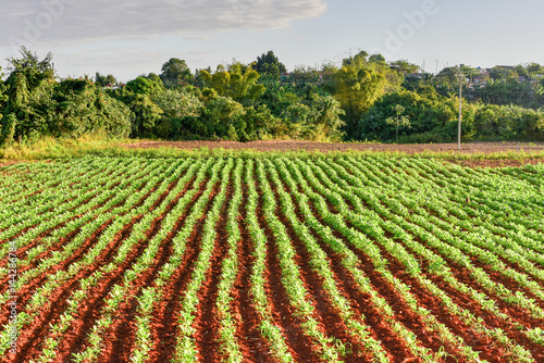 Tobacco Field - Vinales Valley  Cuba