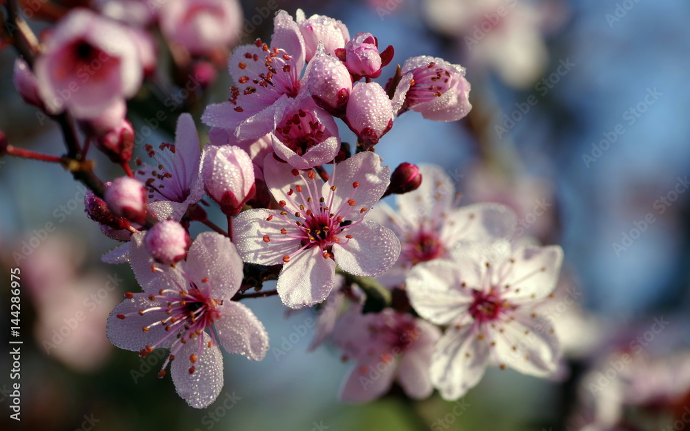 wiosenne kwiaty drzew owocowych - obrazy, fototapety, plakaty 