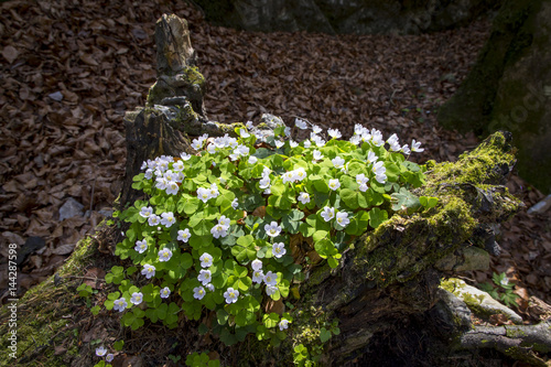 Waldsauerklee (Oxalis acetosella) photo