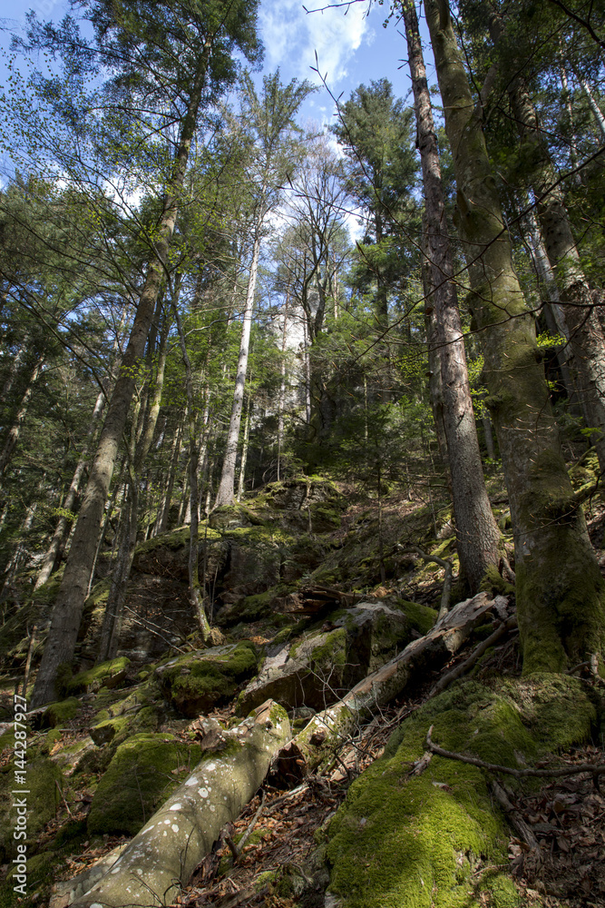 Wald in der Steiermark,Österreich Wald in der Steiermark,Österreich