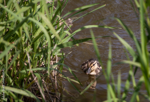 Mallard Duckling