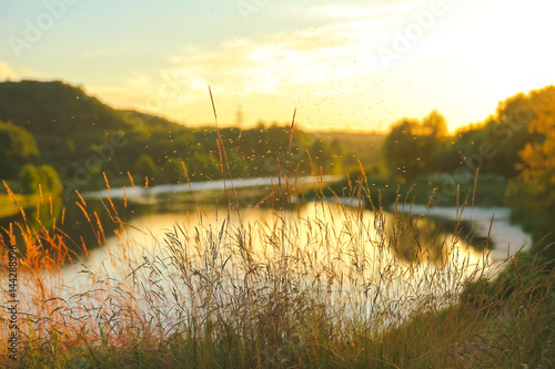 Evening grass in the river hill photo