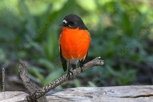 Flame robin, male, looking at viewer