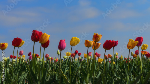 Colourful tulips and blue sky
