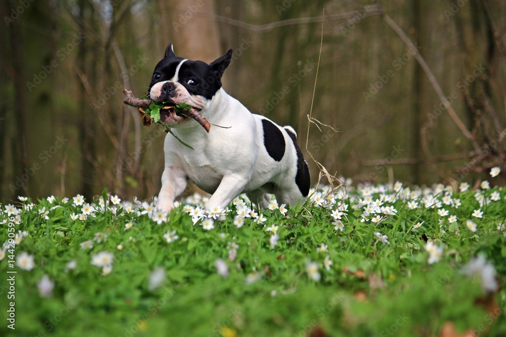 französiche bulldogge im wald