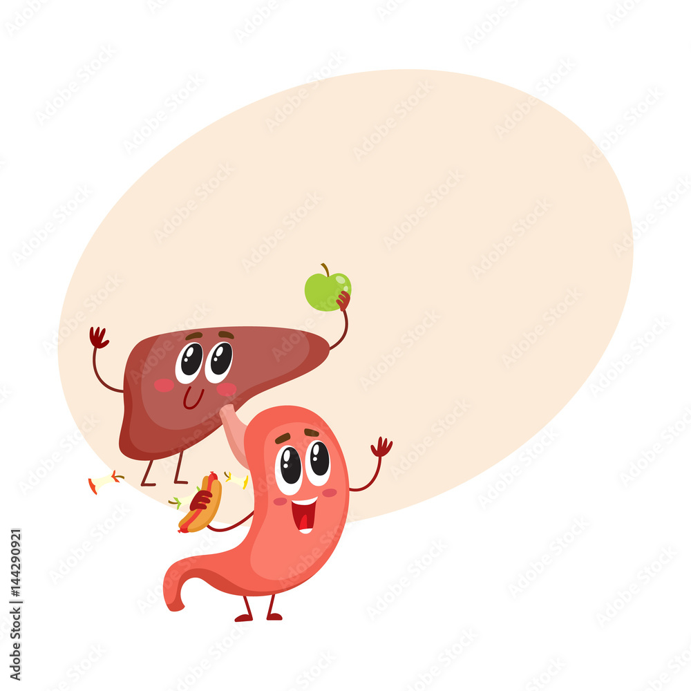 Cute and funny, smiling human stomach and liver characters, digestive  organs, cartoon vector illustration with space for text. Healthy human  stomach and liver characters, health care concept Stock Vector | Adobe Stock