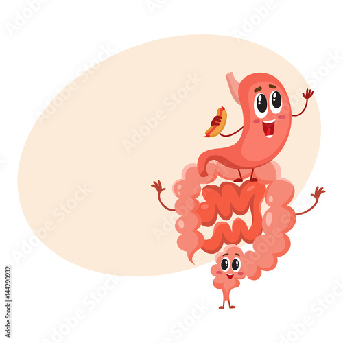Cute and funny, smiling healthy stomach and bowel, intestine character, cartoon vector illustration with space for text. Healthy human intestine, bowel, colon character, human digestive system element