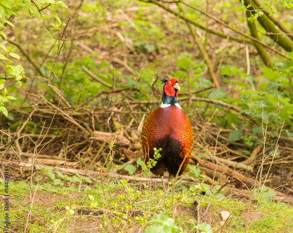 Fototapeta premium Colourful male pheasants in springtime colours, Lancashire, UK