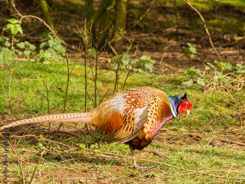 Fototapeta premium Colourful male pheasants in springtime colours, Lancashire, UK