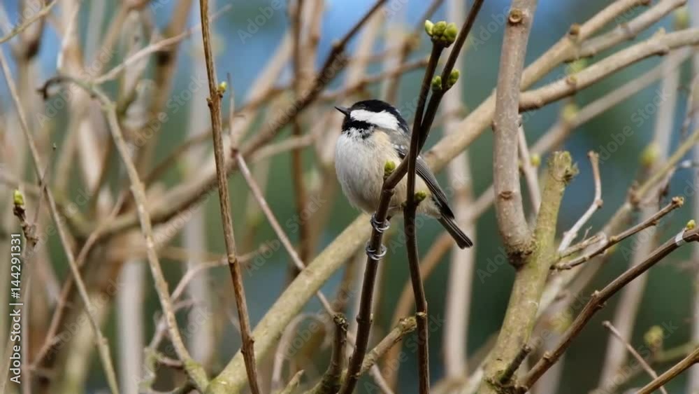 The coal tit is a passerine bird in the tit family, Paridae. It is a widespread and common resident breeder throughout temperate to subtropical Eurasia and northern Africa. The coal tit is a passerine bird in the tit family, Paridae. It is a widespread and common resident breeder throughout temperate to subtropical Eurasia and northern Africa.