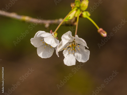 Fototapeta Naklejka Na Ścianę i Meble -  Early tree blossom in afternoon sunshine, Lancashire, UK