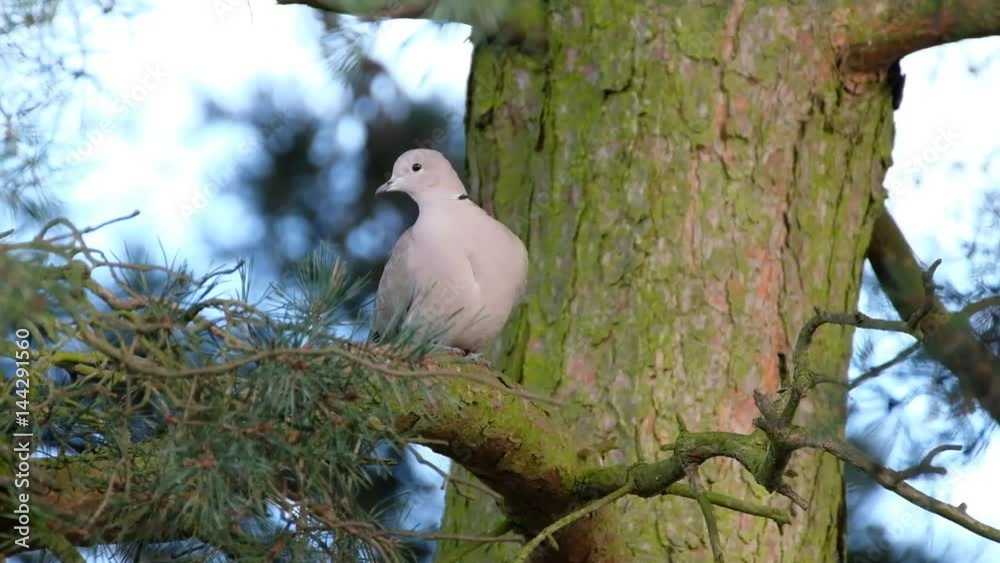 The Eurasian collared dove, most often simply called the collared dove, also sometimes hyphenated as Eurasian collared-dove, is a species of dove native to warm temperate and subtropical Asia,