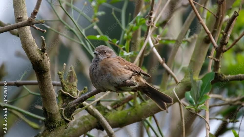 The dunnock is a small passerine, or perching bird, found throughout temperate Europe and into Asia. The dunnock is a small passerine, or perching bird, found throughout temperate Europe and into Asia.
