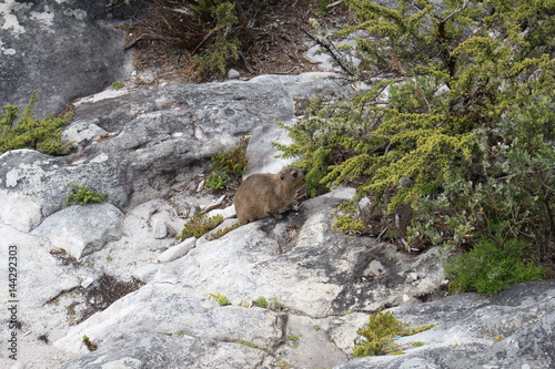 Hyrax