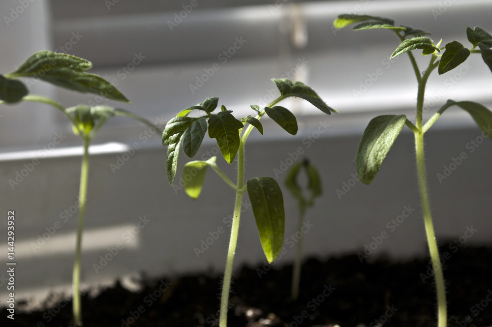 Macro closeup young seedling with green leaves in garden Macro closeup young seedling with green leaves in garden
