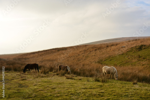 Welsh Ponies on the Black Mountain, Carmarthenshire, Wales. © zen_light