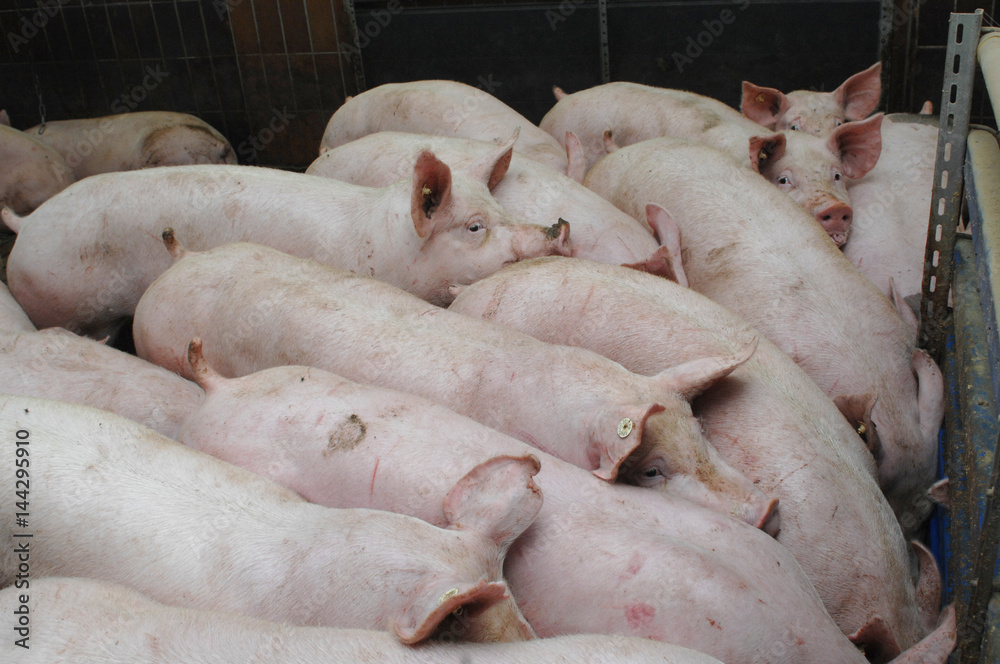 Schweinezucht Schweinezucht