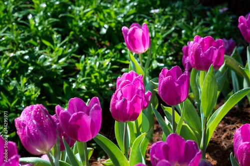 Close up Beautiful Tulip in Park