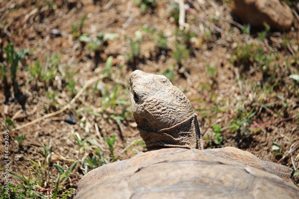 Turle Turle