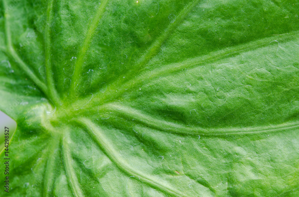 Leaves texture Leaves texture