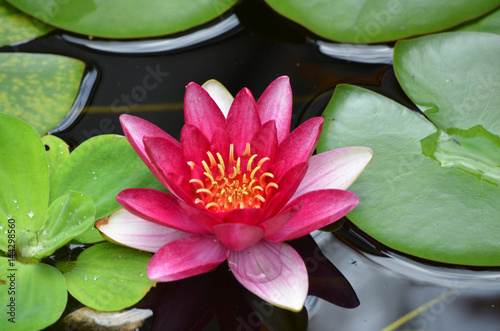Canvas Print Pretty Red Water Lily Flowering in a Water Garden