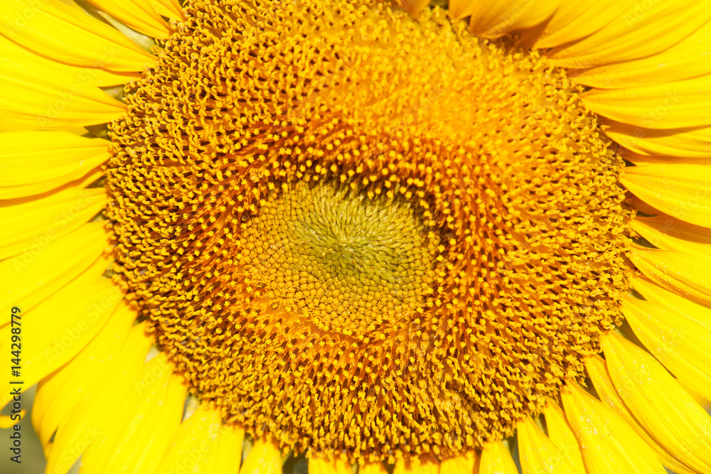 Sunflower natural background, Sunflower blooming, Close-up of sunflower.
